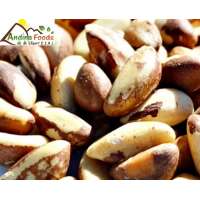 Top quality Brazil nuts (Bertholletia excelsa)