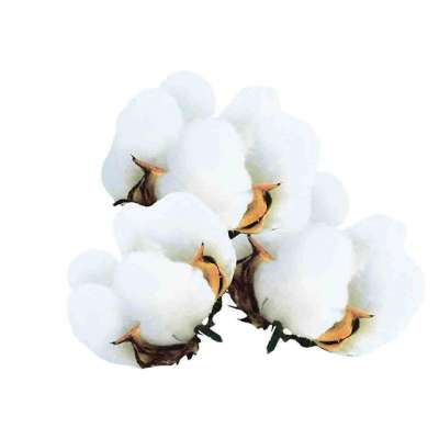 High quality cotton from Peru high quality supplier